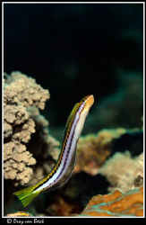Blenny. by Dray Van Beeck 